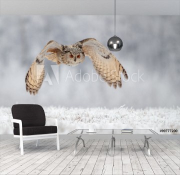 Picture of flying owl in snow
